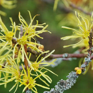 Common Witchhazel GT