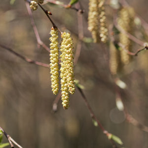 Yellow Birch Tree