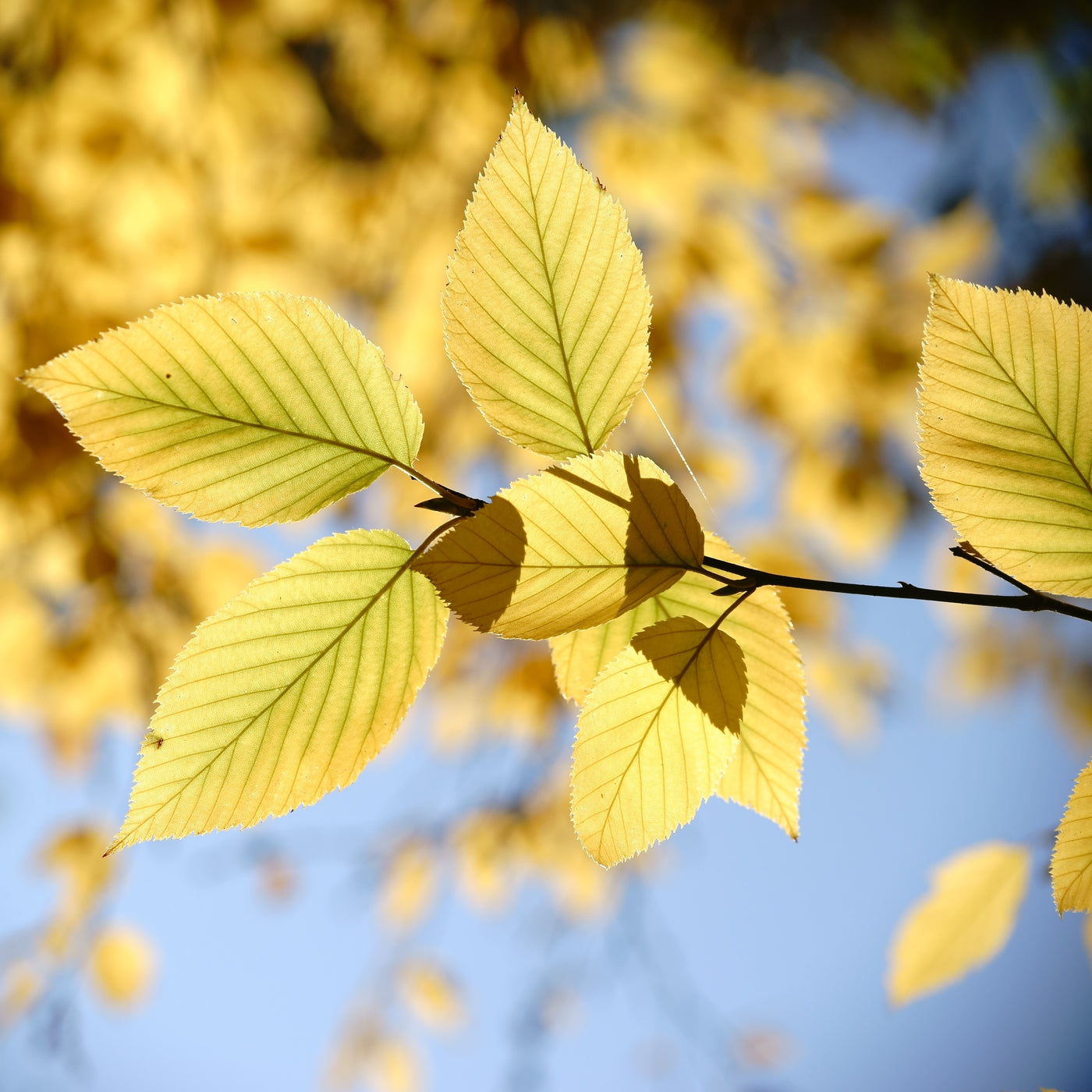 Betula alleghaniensis (Golden Birch, Swamp Birch, Yellow Birch)