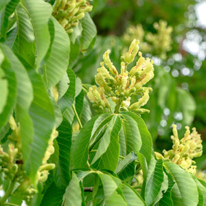 Yellow Buckeye Bare Root