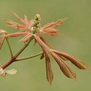 Yellow Buckeye Bare Root