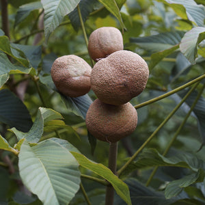 Yellow Buckeye Bare Root