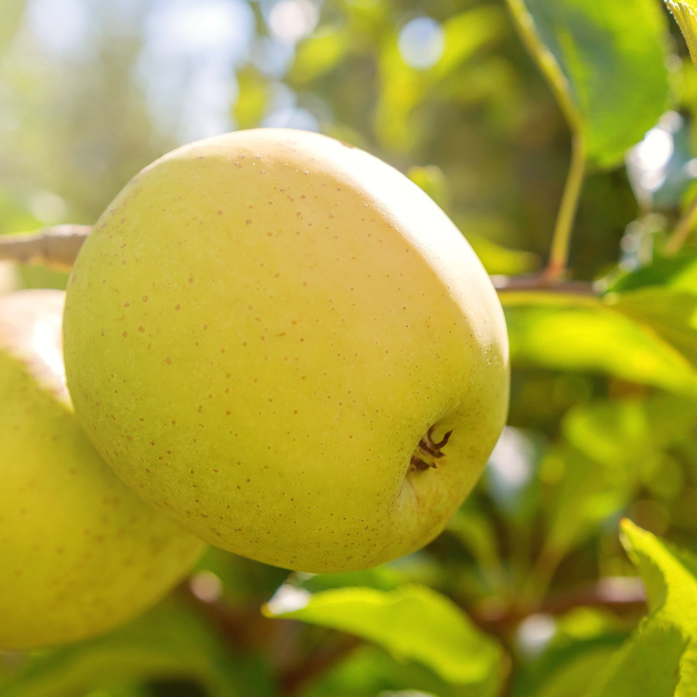 Apples, Golden Delicious