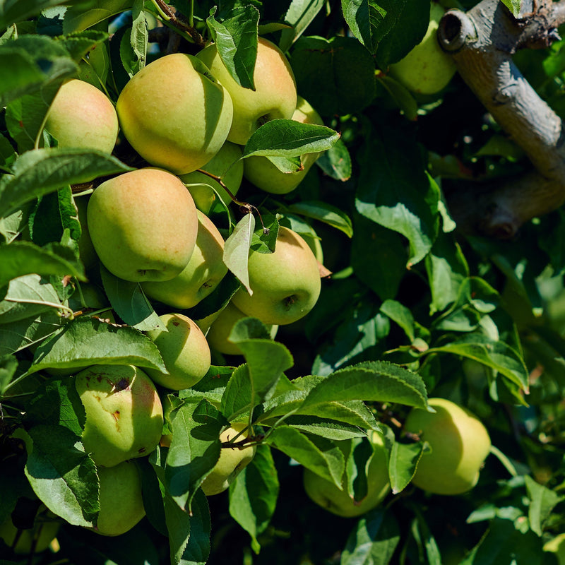 Yellow Delicious Apple Tree Green Thumbs Garden
