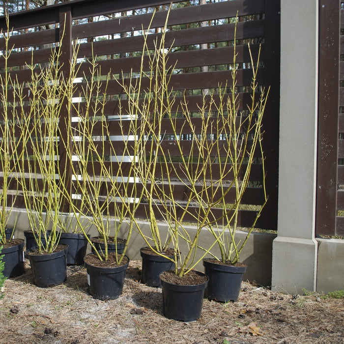 Yellow Twig Dogwood Shrub