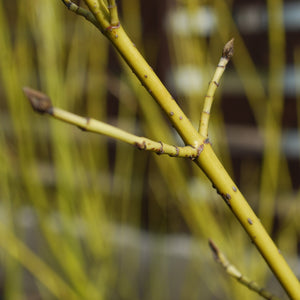 Yellow Twig Dogwood Shrub