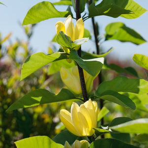 Yellow Bird Magnolia Tree