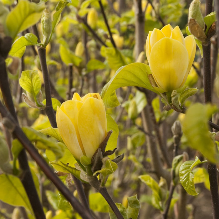 Yellow Bird Magnolia Tree