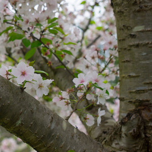 Yoshino Cherry Tree GT