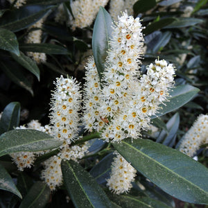 Zabel's Laurel Shrub