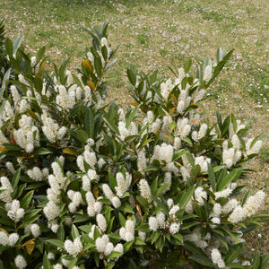 Zabel's Laurel Shrub