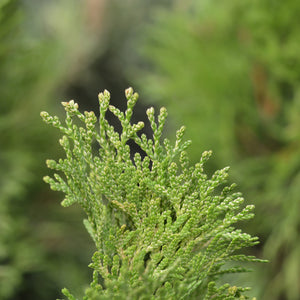 Emerald Green Arborvitae GT