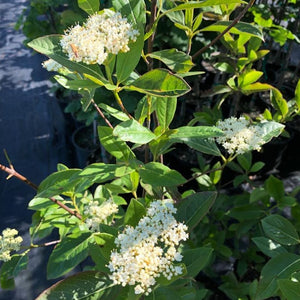 Possumhaw Viburnum Shrub