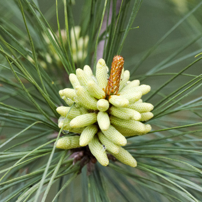 Loblolly Pine GT