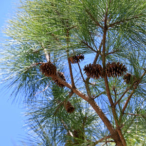 Loblolly Pine GT