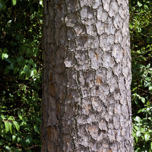 Loblolly Pine GT