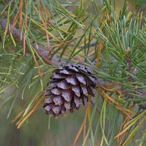 Loblolly Pine GT