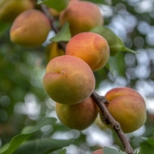 Armenian Apricot Tree