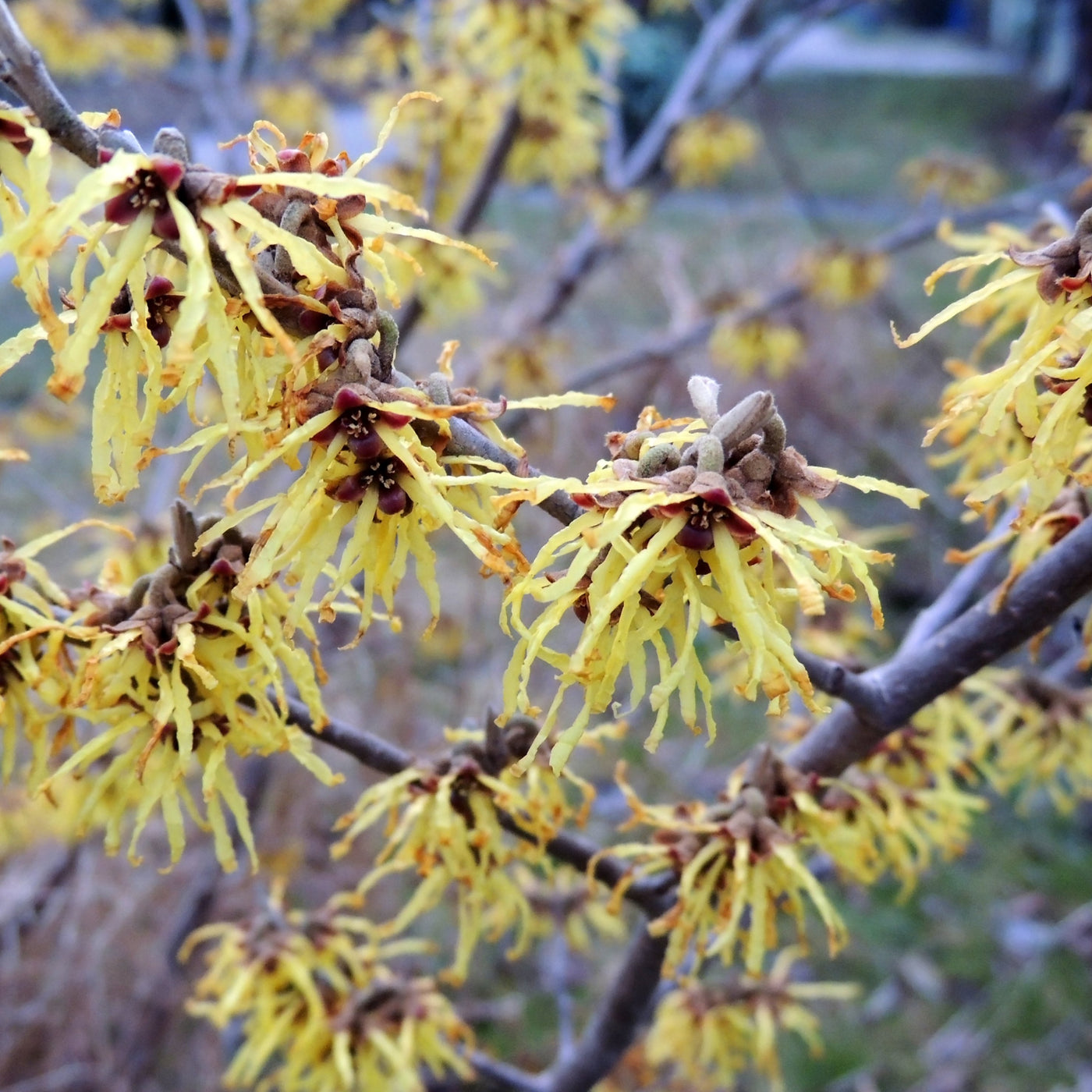 Hamamelis vernalis, 'Woodland Joy' Witch Hazel