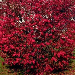 Burning Bush Single Stem