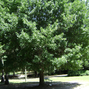 Nuttall Oak Tree GT