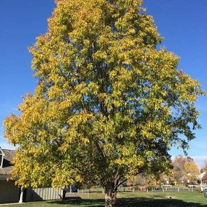 Sawtooth Oak Tree