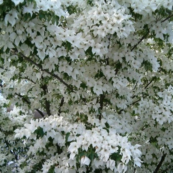 White Dogwood Tree