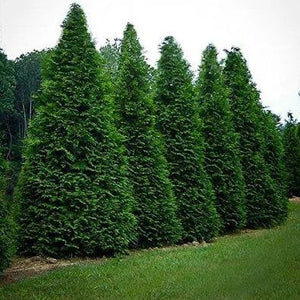 Green Giant Arborvitae GT