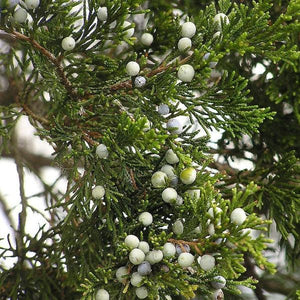 Eastern Red Cedar Tree GT