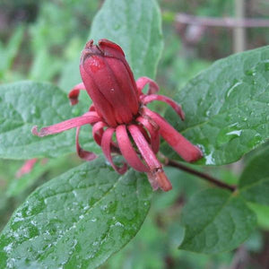 Sweet Shrub GT