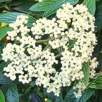 Pragense Viburnum Shrub