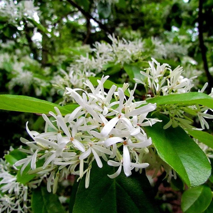 White Fringe Tree GT