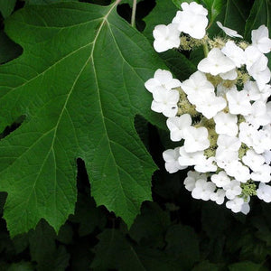 Oakleaf Hydrangea Shrub