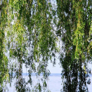 Green Weeping Willow Tree