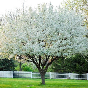 Snowdrift Crabapple GT