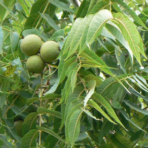 Black Walnut Tree GT