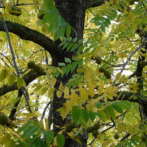 Black Walnut Tree GT