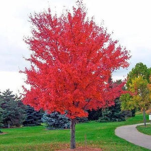 Autumn Blaze Maple GT