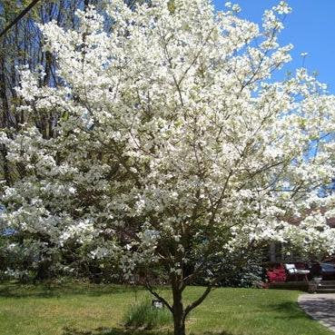 White Dogwood Tree GT