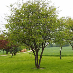 Washington Hawthorn Tree