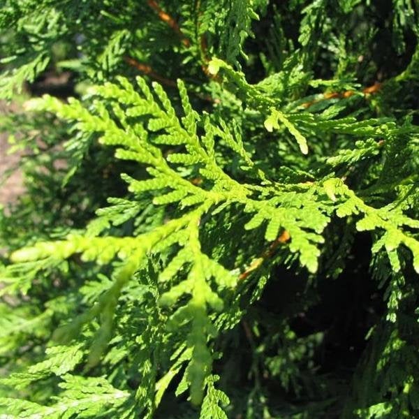 Green Giant Arborvitae GT