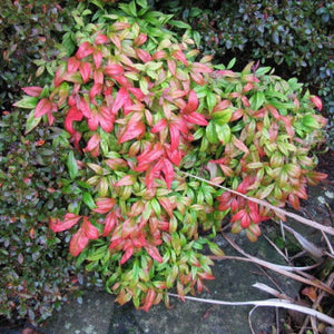 Firepower Nandina Shrub