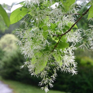 White Fringe Tree GT