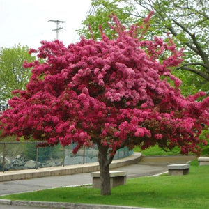 Prairiefire Crabapple Tree