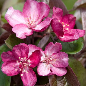 Robinson Tree Crabapple