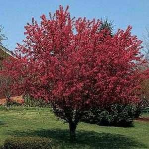 Robinson Tree Crabapple