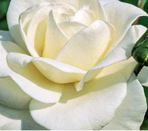 John F. Kennedy Hybrid Tea Rose